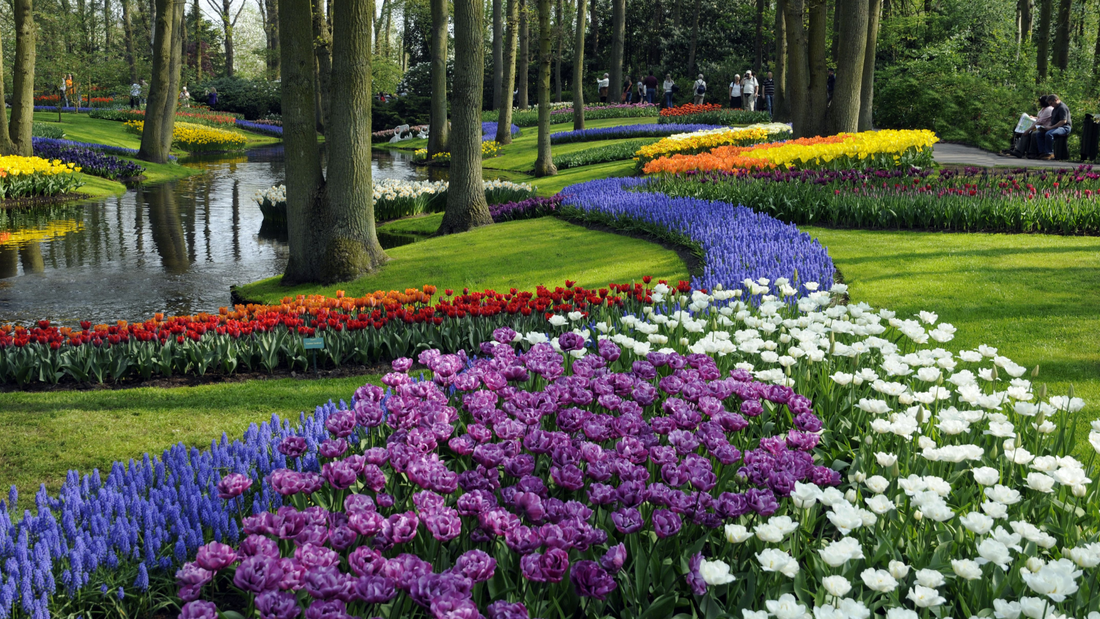 Explore Floral Paradise Across the Globe